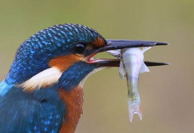 IJsvogel - Common Kingfisher