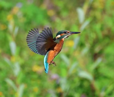 IJsvogel - Common Kingfisher