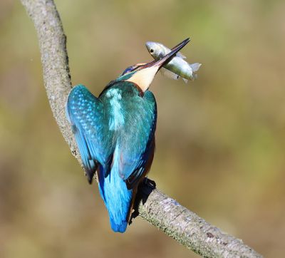 IJsvogel - Common Kingfisher