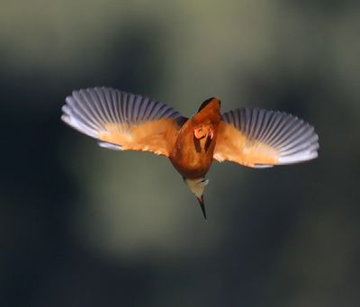 IJsvogel - Common Kingfisher
