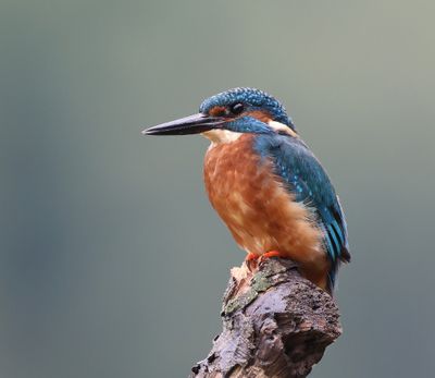 IJsvogel - Common Kingfisher
