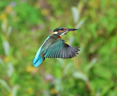 IJsvogel - Common Kingfisher