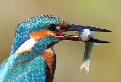 IJsvogel - Common Kingfisher