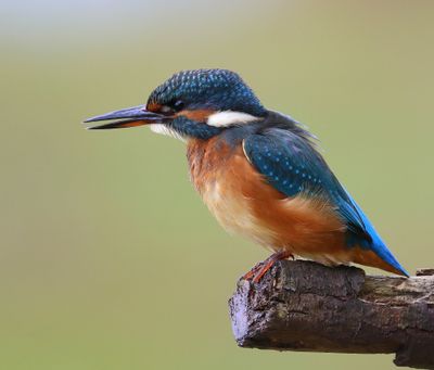 IJsvogel - Common Kingfisher