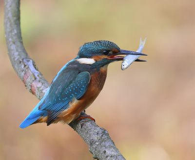 IJsvogel - Common Kingfisher