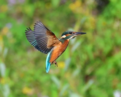 IJsvogel - Common Kingfisher