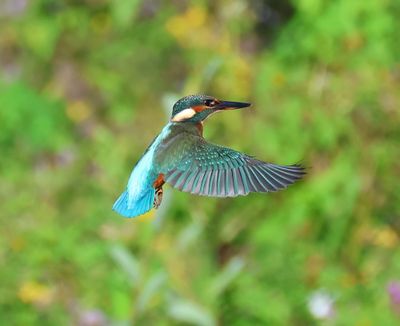IJsvogel - Common Kingfisher