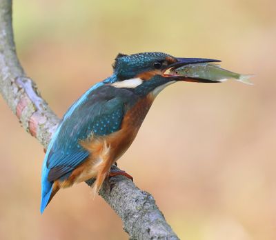 IJsvogel - Common Kingfisher