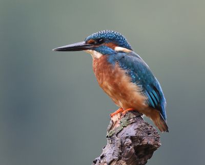 IJsvogel - Common Kingfisher