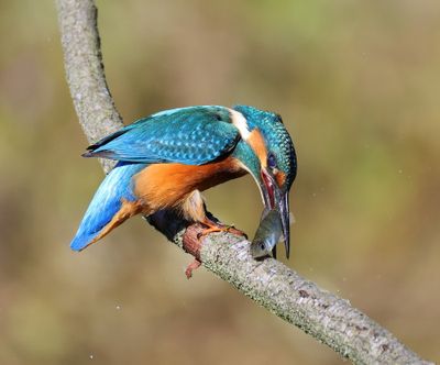 IJsvogel - Common Kingfisher