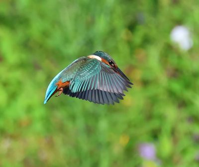 IJsvogel - Common Kingfisher