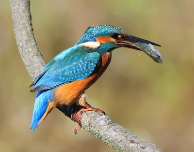 IJsvogel - Common Kingfisher