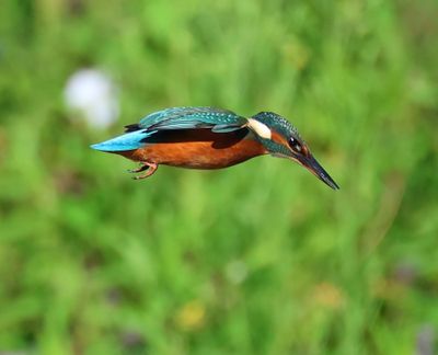 IJsvogel - Common Kingfisher