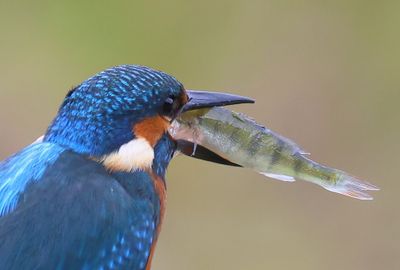 IJsvogel - Common Kingfisher