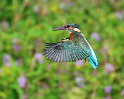 IJsvogel - Common Kingfisher