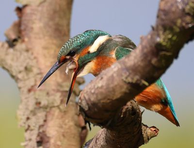 IJsvogel - Common Kingfisher