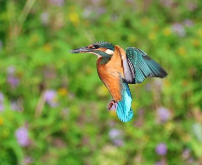 IJsvogel - Common Kingfisher