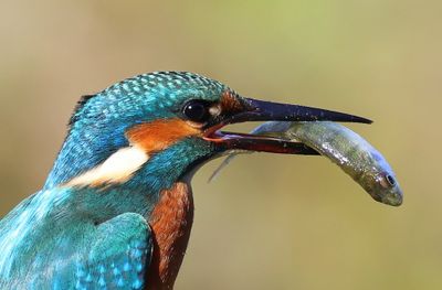 IJsvogel - Common Kingfisher
