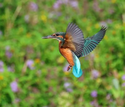 IJsvogel - Common Kingfisher