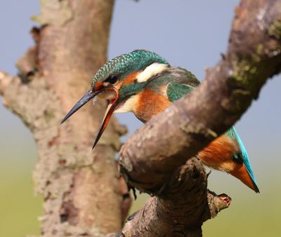 IJsvogel - Common Kingfisher