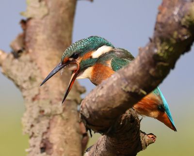 IJsvogel - Common Kingfisher