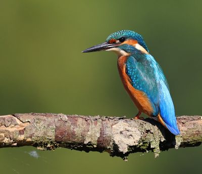 IJsvogel - Common Kingfisher