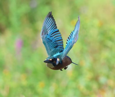 IJsvogel - Common Kingfisher