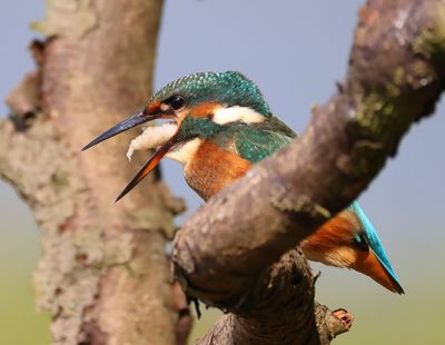 IJsvogel - Common Kingfisher