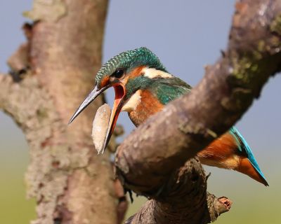 IJsvogel - Common Kingfisher