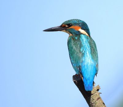 IJsvogel - Common Kingfisher