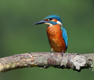IJsvogel - Common Kingfisher
