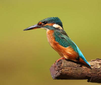 IJsvogel - Common Kingfisher