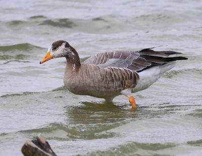 Indische Gans - Bar-headed Goose