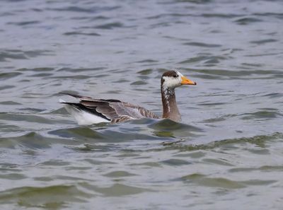 Indische Gans - Bar-headed Goose