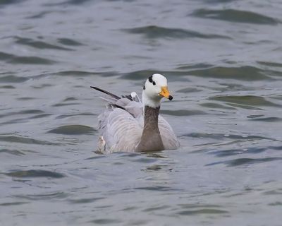 Indische Gans - Bar-headed Goose