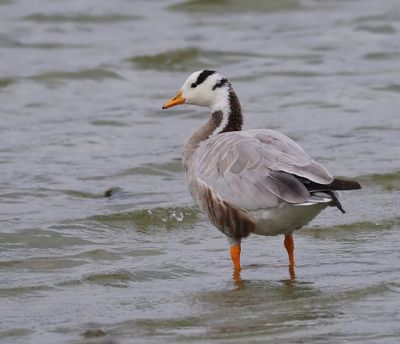 Indische Gans - Bar-headed Goose