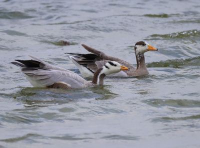 Indische Ganzen - Bar-headed Geese