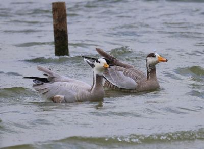 Indische Ganzen - Bar-headed Geese