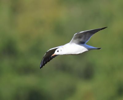 Kokmeeuw - Black-headed Gull