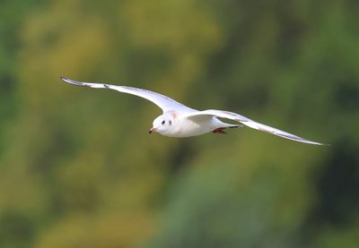Kokmeeuw - Black-headed Gull
