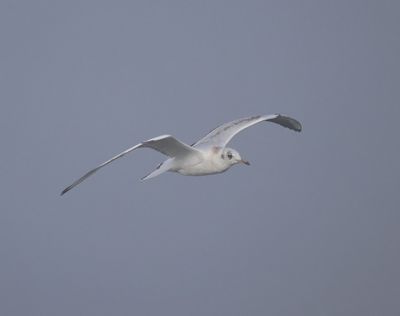 Kokmeeuw - Black-headed Gull