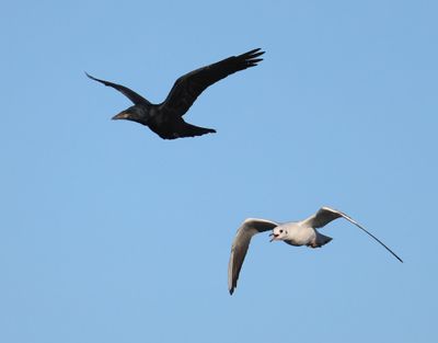 Kokmeeuw - Black-headed Gull
