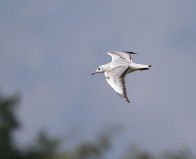 Kokmeeuw - Black-headed Gull