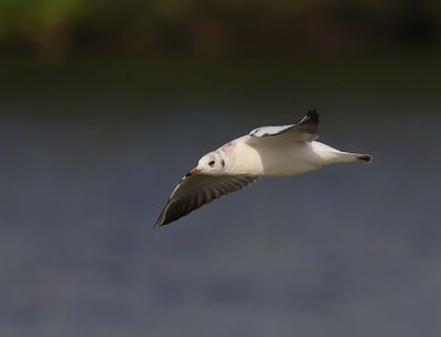 Kokmeeuw - Black-headed Gull