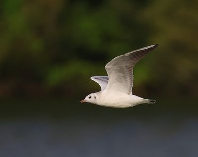 Kokmeeuw - Black-headed Gull