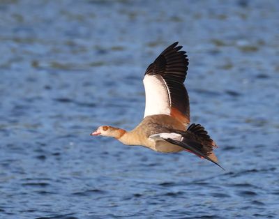 Nijlgans - Egyptian Goose