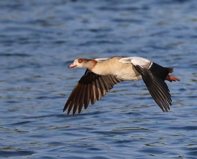 Nijlgans - Egyptian Goose