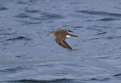 Oeverloper - Common Sandpiper
