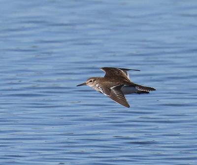 Oeverloper - Common Sandpiper