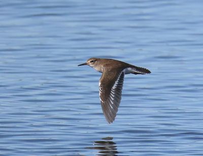 Oeverloper - Common Sandpiper